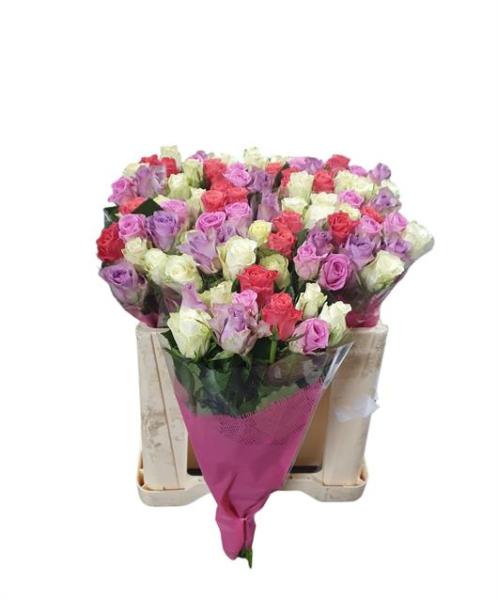 Rose gemischt kalte Töne